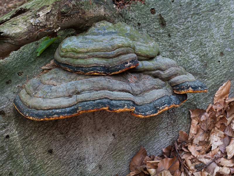 Fomitopsis pinicola